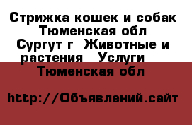 Стрижка кошек и собак - Тюменская обл., Сургут г. Животные и растения » Услуги   . Тюменская обл.